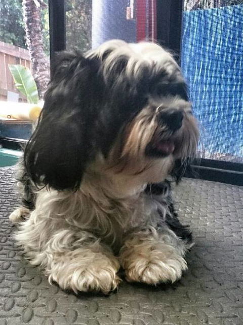 Caz’s Pet Indulgence - Lawyer Find 0
