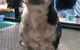 Caz’s Pet Indulgence - thumb 1