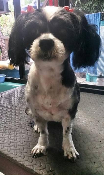Caz’s Pet Indulgence - Lawyer Find 1