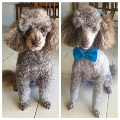 Caz’s Pet Indulgence - Lawyer Find 4