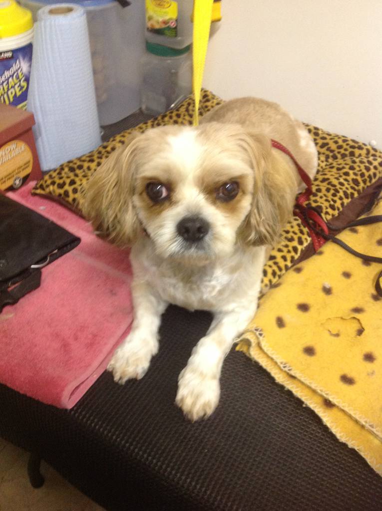 Dog Cat Clipping Washing Grooming Corrimal NSW Click Find