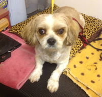 Wash n Walk - Click Find