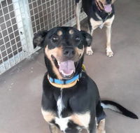 Bees Creek Boarding Kennels - Click Find