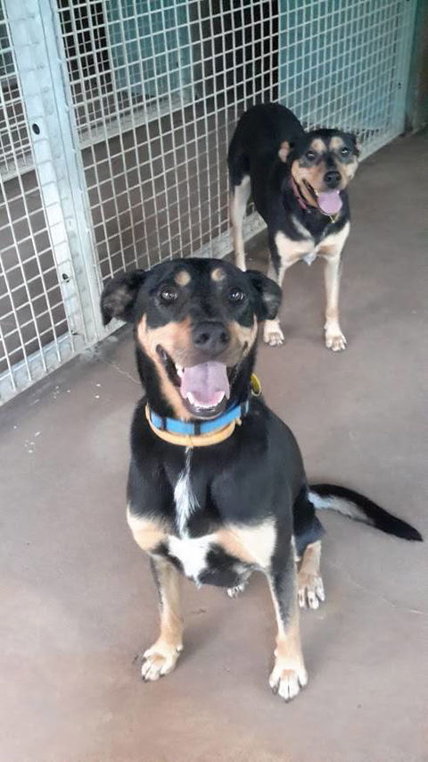 Bees Creek Boarding Kennels - DBD 0