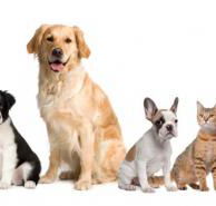 Auramist Lodge Dog Boarding  Cattery - Click Find