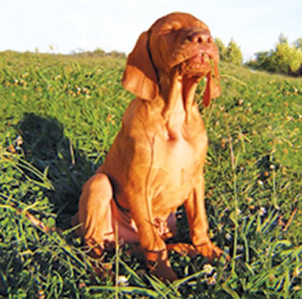 Dog Cat Clipping Washing Grooming Wingham NSW Bet 4u