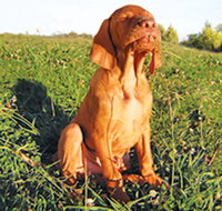 Wingham Pet Motel - Bet 4u