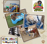 Good Golly K9 Academy - Click Find