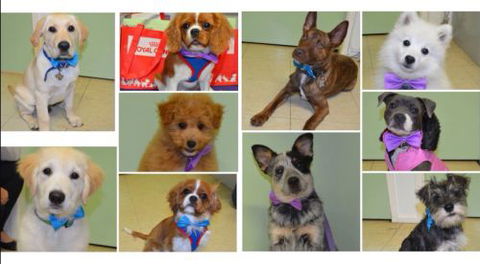 Killarney Vale Veterinary Clinic Puppy Pre School - Click Find 2