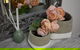 Milly & Rose - thumb 2