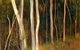 Light Horse Gallery - thumb 0