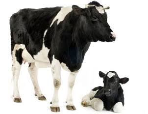 Nanango Country Vet Services - Bridge Guide 2