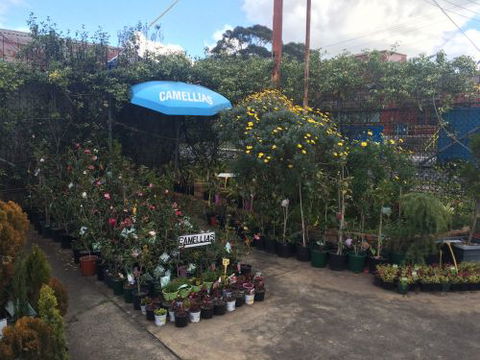 Drive Thru Or Park Unanderra Nursery - Bet 4u 2