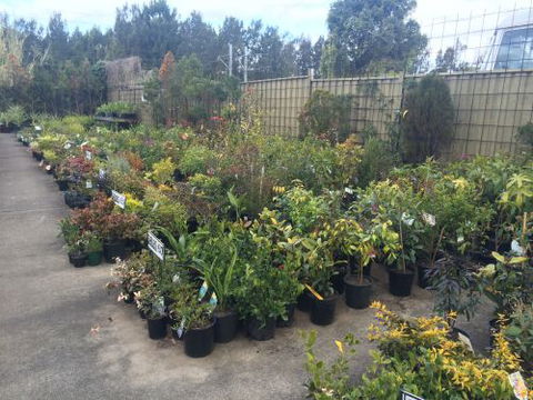 Drive Thru Or Park Unanderra Nursery - Bet 4u 3