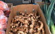 Camilleri’s Farm Market - thumb 4