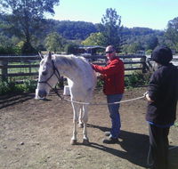 Ben Walder Horse Acupuncture  Iridology - Click Find
