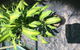 Wulguru Indoor Plant Hire - thumb 0