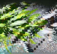 Wulguru Indoor Plant Hire - Click Find