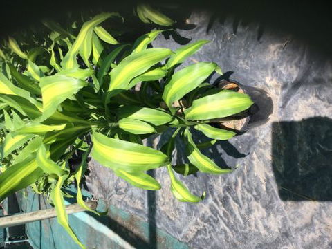 Wulguru Indoor Plant Hire - Click Find 0
