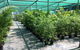 Wulguru Indoor Plant Hire - thumb 1
