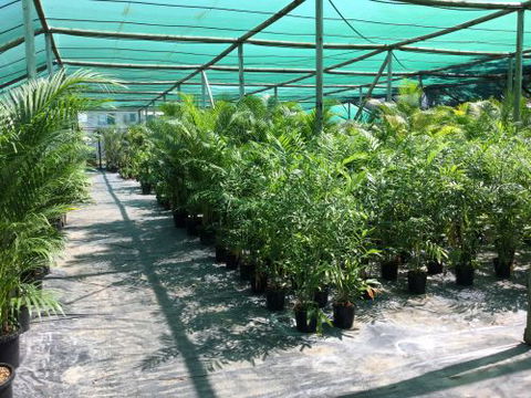 Wulguru Indoor Plant Hire - Click Find 1