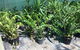 Wulguru Indoor Plant Hire - thumb 2