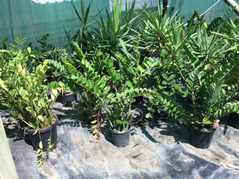 Wulguru Indoor Plant Hire - Click Find 2