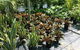 Wulguru Indoor Plant Hire - thumb 3