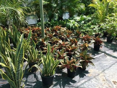 Wulguru Indoor Plant Hire - Click Find 3