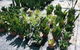 Wulguru Indoor Plant Hire - thumb 4
