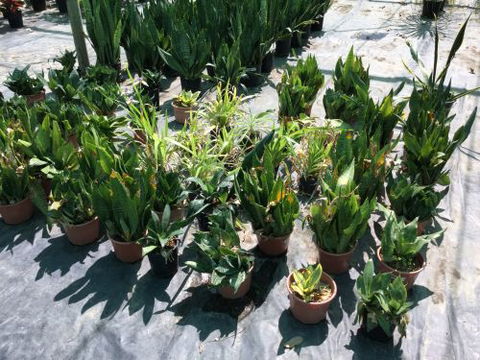 Wulguru Indoor Plant Hire - Click Find 4