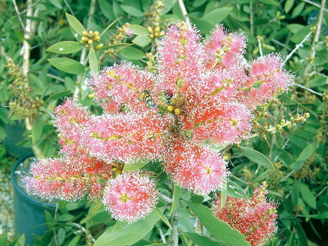 Mad About Plants - Click Find 0