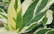 Mad About Plants - thumb 1
