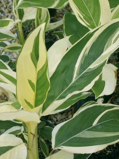 Mad About Plants - Click Find 1