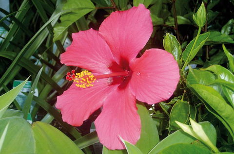 Mad About Plants - Click Find 2