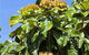 Mad About Plants - thumb 3