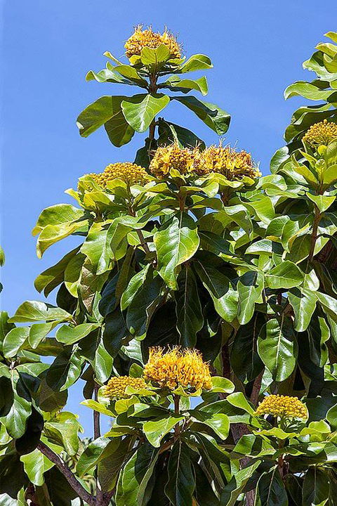 Mad About Plants - Click Find 3