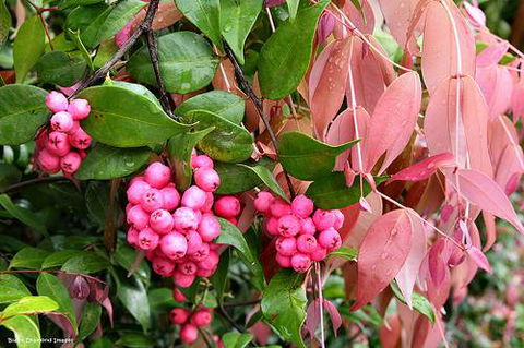 Mad About Plants - Click Find 4