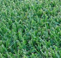 Pialba Turf Supplies - Click Find