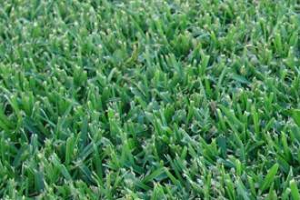 Pialba Turf Supplies - Bet 4u 0