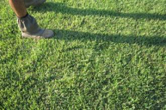 Pialba Turf Supplies - Bet 4u 2