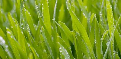 Robert’s Turf Supplies - Click Find 1