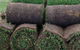 U-Bute Turf Farm - thumb 0