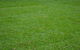 Greenview Turf - thumb 0