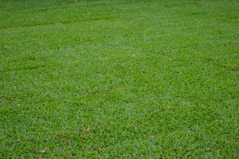 Greenview Turf - Click Find 0