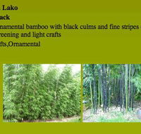 Bamboo Creations Australia - Click Find