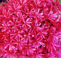 Arnhem Nursery - Click Find