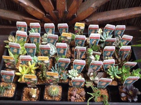 Jigsaw Garden Centre - Bet 4u 0