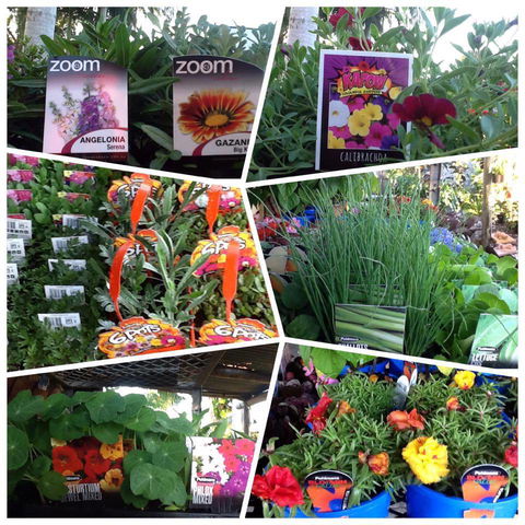 Jigsaw Garden Centre - Bet 4u 2