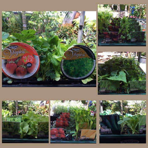 Jigsaw Garden Centre - Bet 4u 3